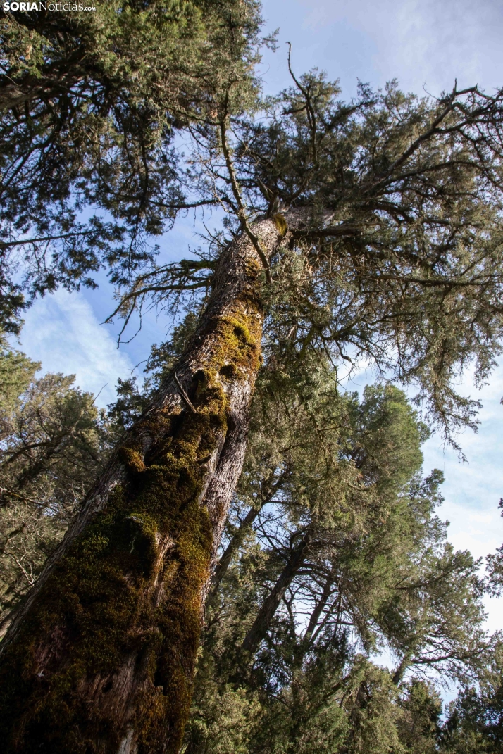 La Fuentona y el Sabinar de Calatañazor. /SN