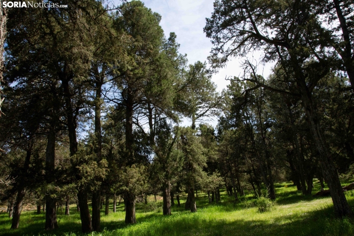 La Fuentona y el Sabinar de Calatañazor. /SN