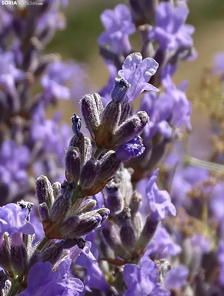 La lavanda en San Felices, en todo su esplendor
