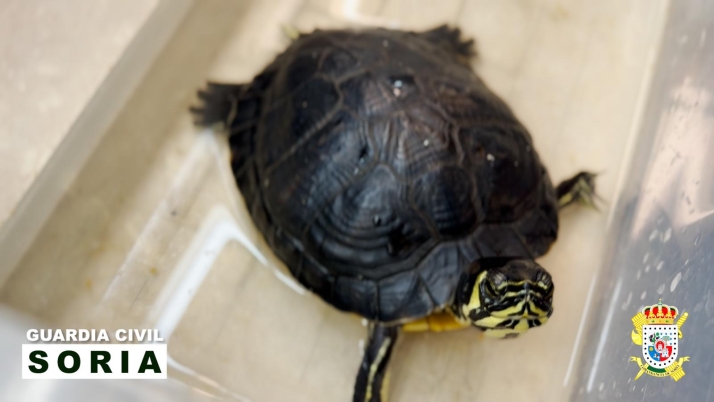 La Guardia Civil rescata una tortuga exótica abandonada en un domicilio de Soria