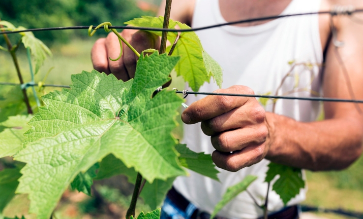 Las OPAs piden para los viticultores ayudas y garantizar su futuro