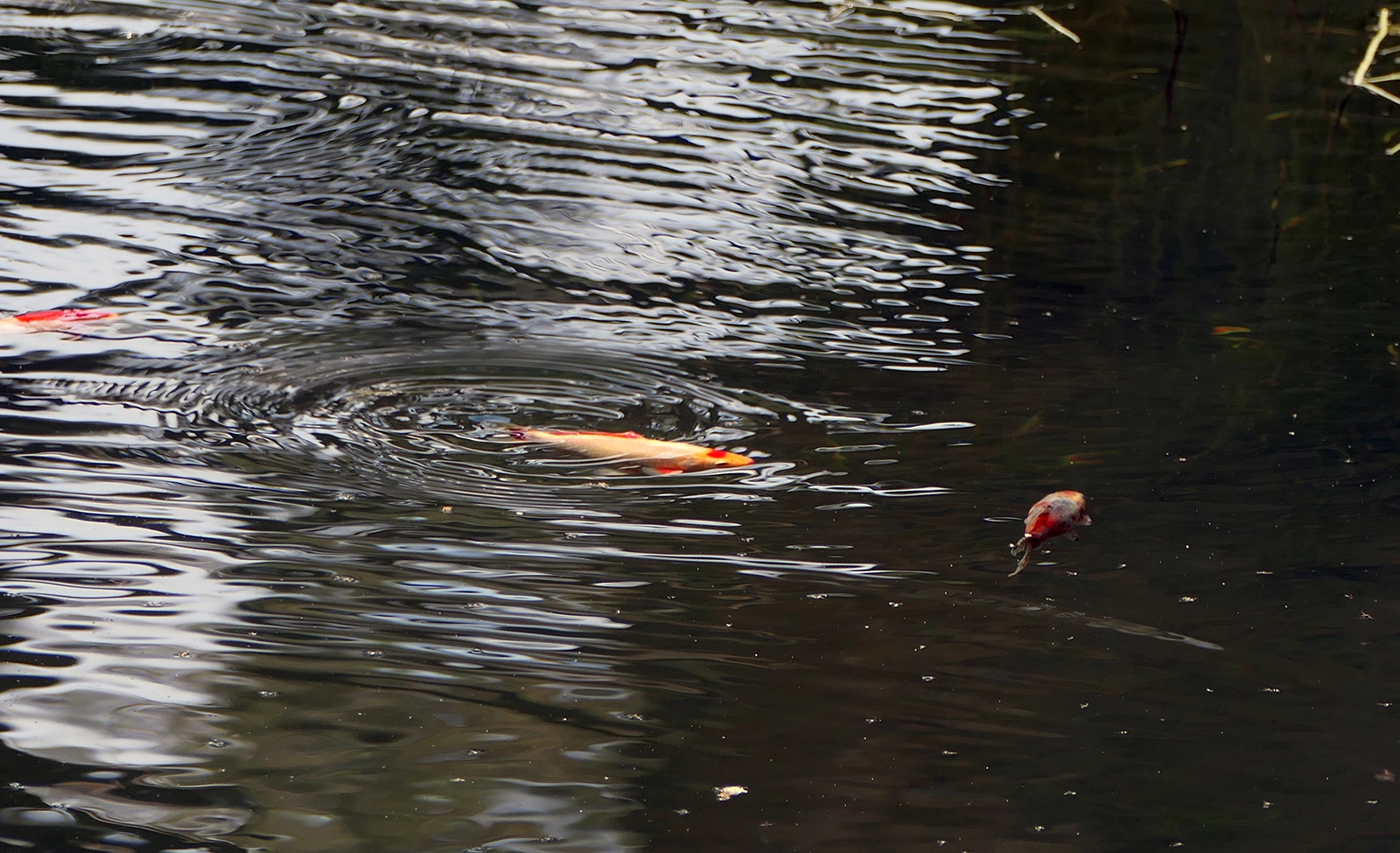 Denuncian la aparición de carpines dorados en la Laguna Verde de Vinuesa