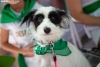 Los peludos también disfrutan de las fiestas en la provincia. 