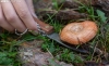 Foto 1 - Prepara la cesta y la navaja: Buenas expectativas para la campaña de setas de otoño