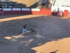 Recortadores Quintana Redonda