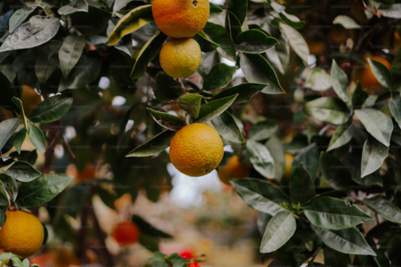 De las naranjas de Sevilla a la energía solar: estos son los mejores proyectos de sostenibilidad en España