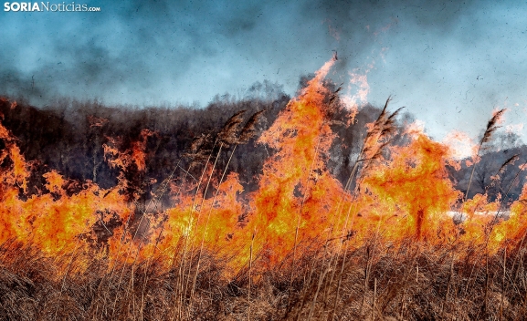 Extinguido un incendio en Cabrejas del Pinar