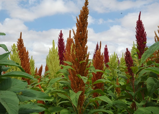 Castilla y León trabaja en la adaptación de nuevos cultivos aptos para celiacos