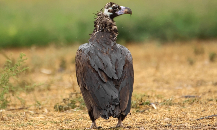 El buitre negro mantiene su tendencia positiva en Castilla y León con el aumento del número de parejas y su área de ocupación