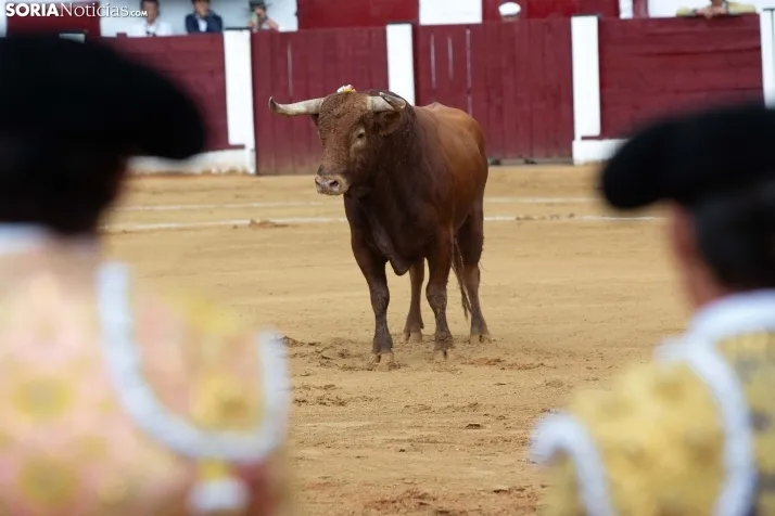 Corrida de toros Almazán 2024