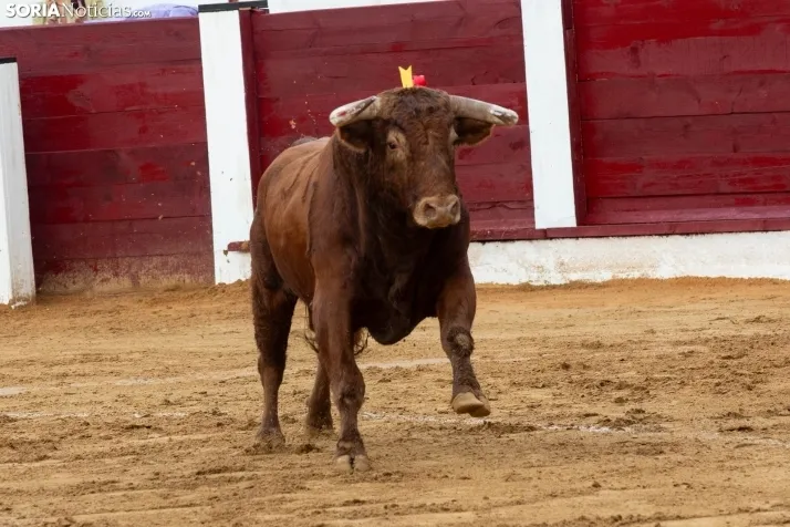 Corrida de toros Almazán 2024