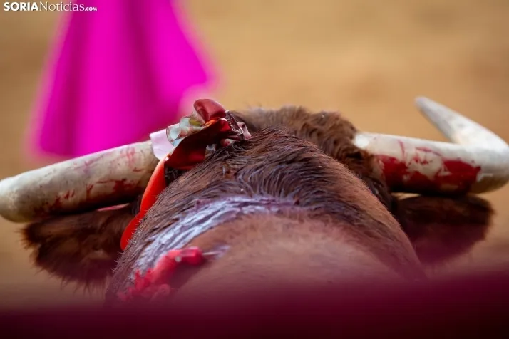 Corrida de toros Almazán 2024