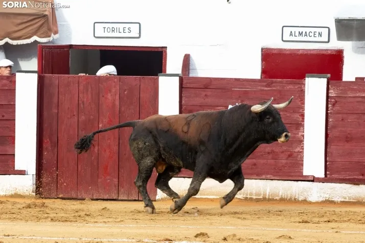 Corrida de toros Almazán 2024