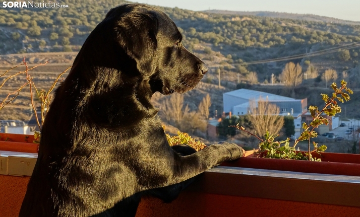 Consejos para que tus mascotas no sufran con las olas de calor durante el verano