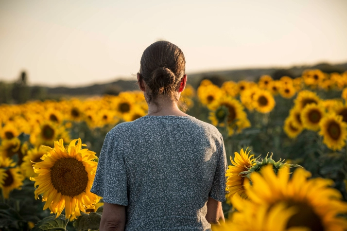 En im&aacute;genes: Los girasoles llenan de colorido los campos sorianos