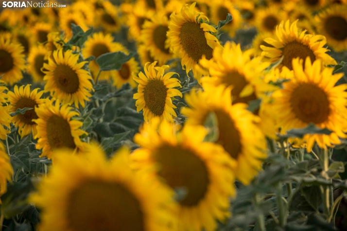 En im&aacute;genes: Los girasoles llenan de colorido los campos sorianos