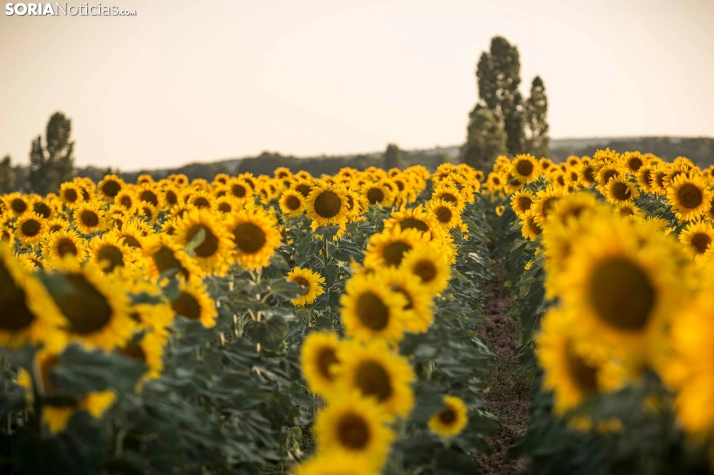 En im&aacute;genes: Los girasoles llenan de colorido los campos sorianos