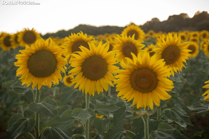 En im&aacute;genes: Los girasoles llenan de colorido los campos sorianos