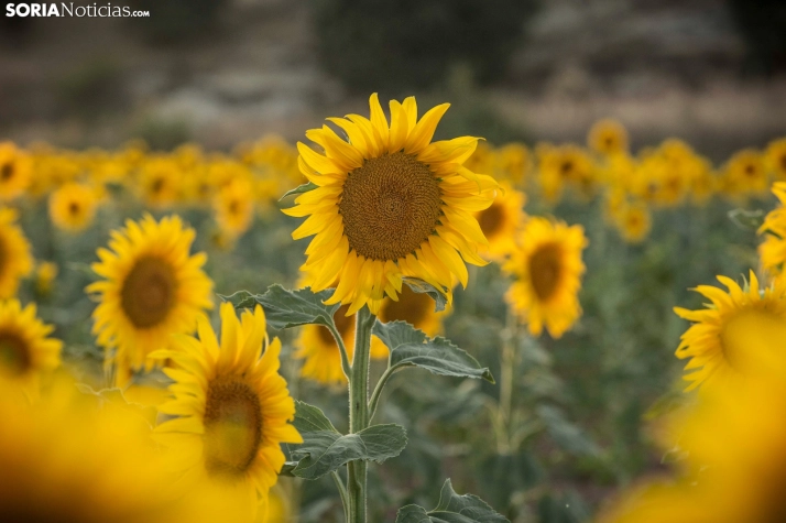 En im&aacute;genes: Los girasoles llenan de colorido los campos sorianos