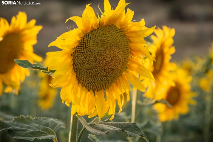 En im&aacute;genes: Los girasoles llenan de colorido los campos sorianos