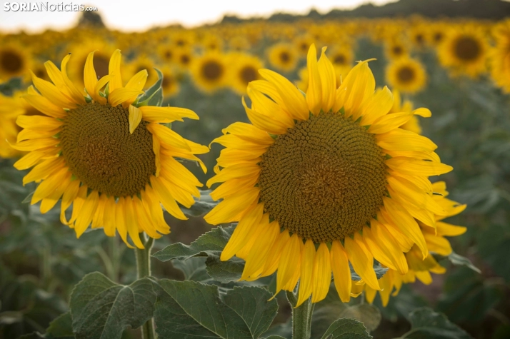 En im&aacute;genes: Los girasoles llenan de colorido los campos sorianos