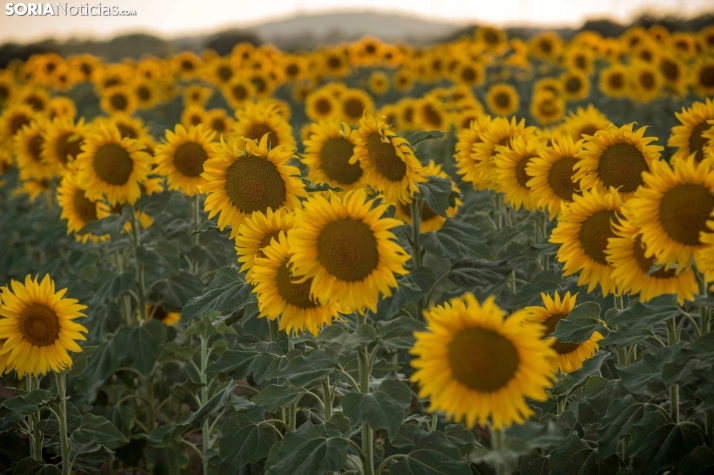 En im&aacute;genes: Los girasoles llenan de colorido los campos sorianos