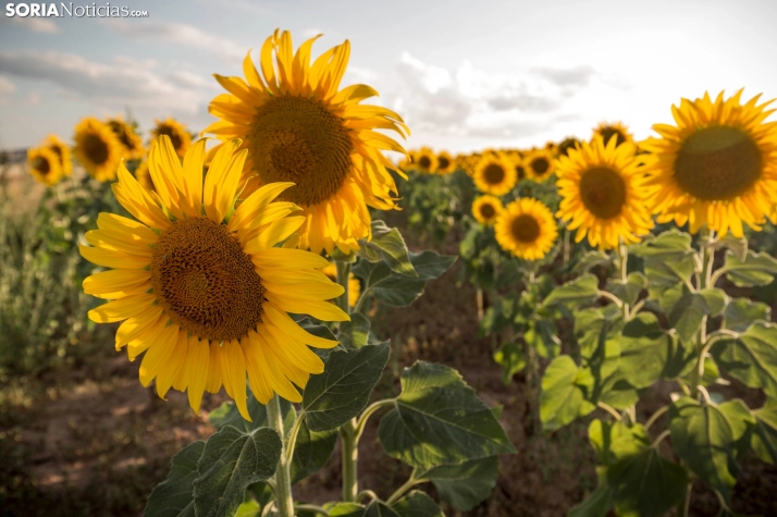 En im&aacute;genes: Los girasoles llenan de colorido los campos sorianos