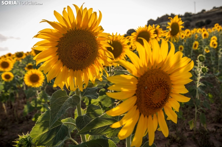 En im&aacute;genes: Los girasoles llenan de colorido los campos sorianos
