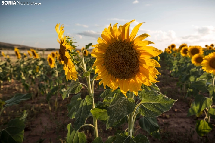 En im&aacute;genes: Los girasoles llenan de colorido los campos sorianos