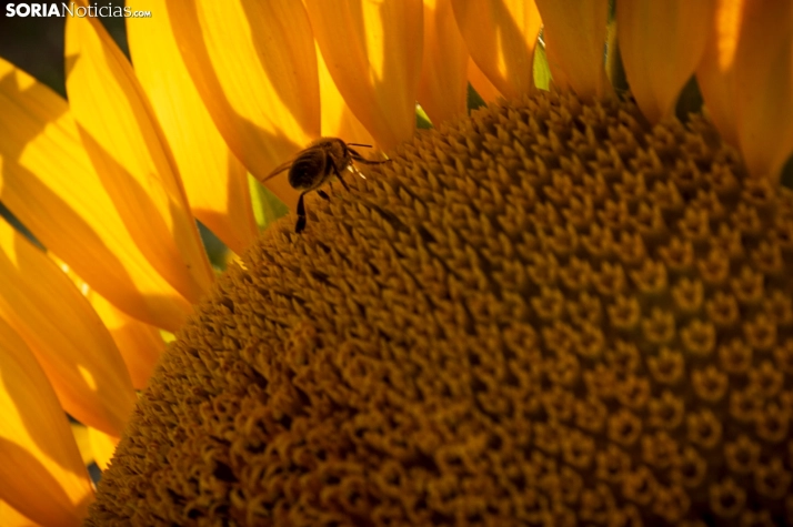 En im&aacute;genes: Los girasoles llenan de colorido los campos sorianos