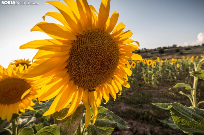 En im&aacute;genes: Los girasoles llenan de colorido los campos sorianos