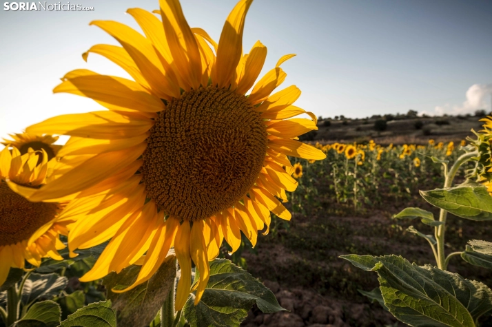 En im&aacute;genes: Los girasoles llenan de colorido los campos sorianos