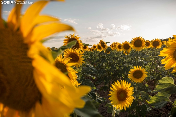 En im&aacute;genes: Los girasoles llenan de colorido los campos sorianos