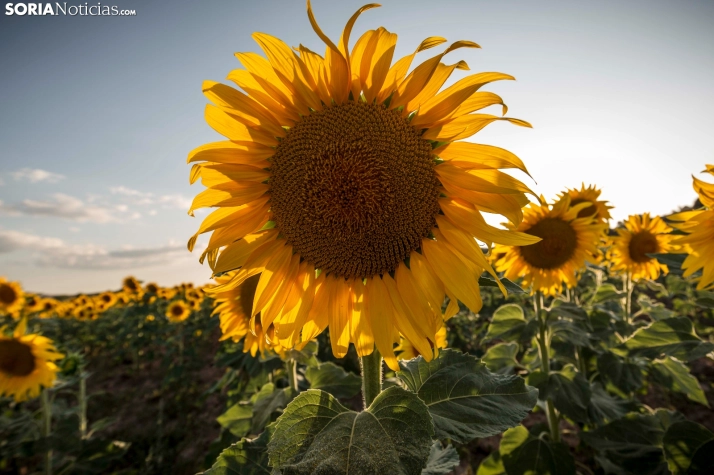 En im&aacute;genes: Los girasoles llenan de colorido los campos sorianos