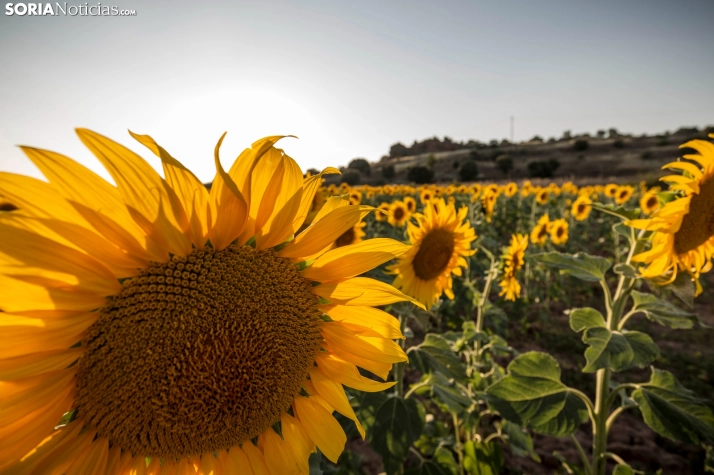 En im&aacute;genes: Los girasoles llenan de colorido los campos sorianos