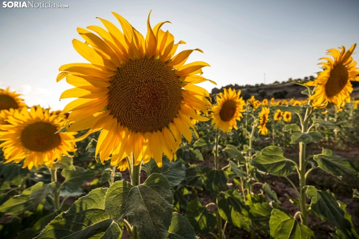 En im&aacute;genes: Los girasoles llenan de colorido los campos sorianos