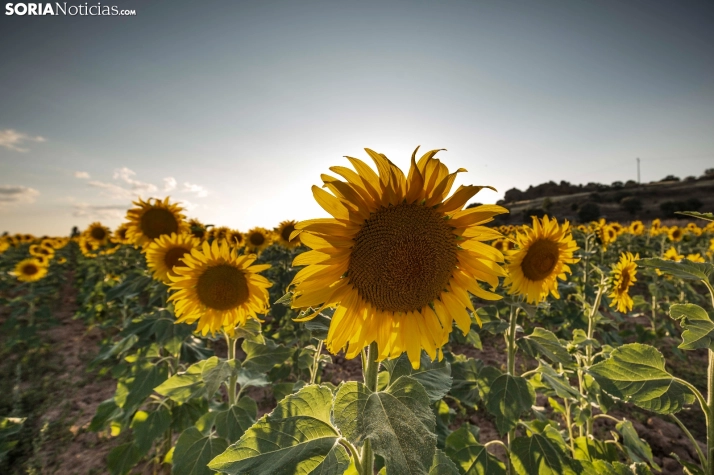 En im&aacute;genes: Los girasoles llenan de colorido los campos sorianos