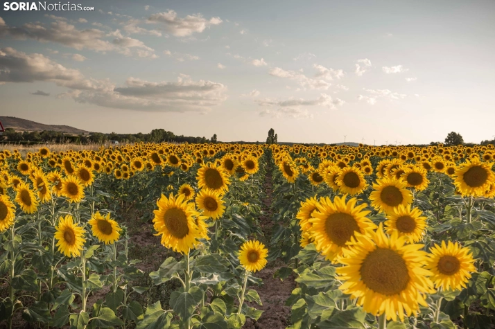 En im&aacute;genes: Los girasoles llenan de colorido los campos sorianos