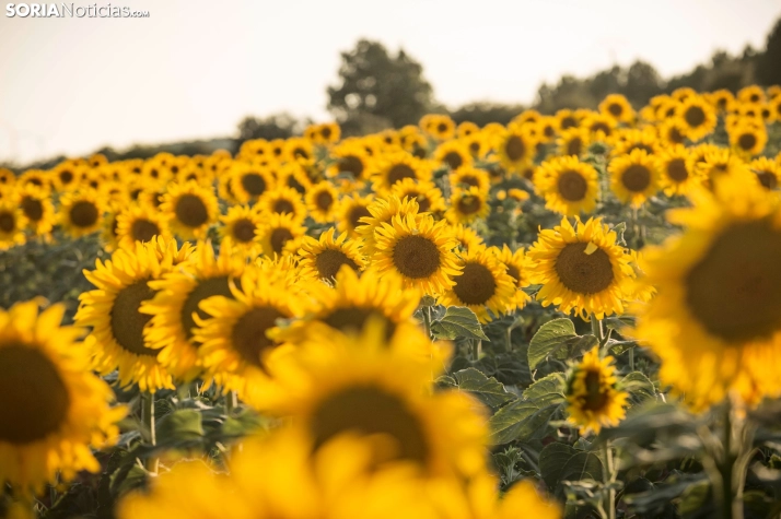 En im&aacute;genes: Los girasoles llenan de colorido los campos sorianos