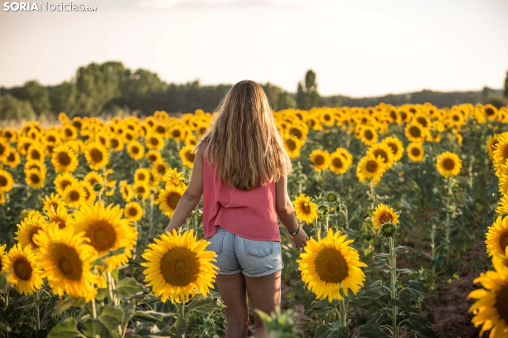 En im&aacute;genes: Los girasoles llenan de colorido los campos sorianos