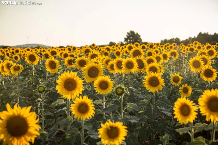 En im&aacute;genes: Los girasoles llenan de colorido los campos sorianos