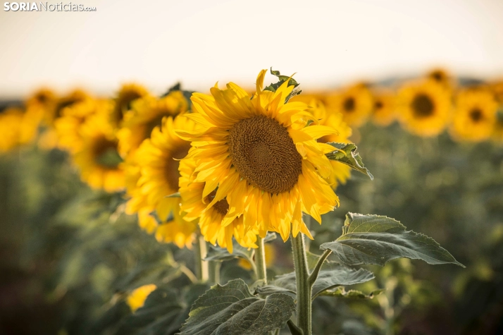 En im&aacute;genes: Los girasoles llenan de colorido los campos sorianos