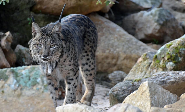 Castilla y León avanza en el proyecto de reintroducción del lince con la mejora de hábitats y una inversión de casi 2 M&euro; hasta 2026
