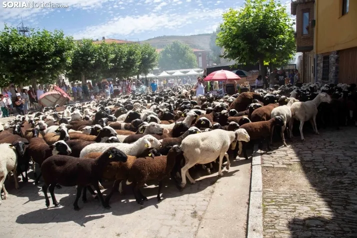 Mercado Tradicional de San Pedro