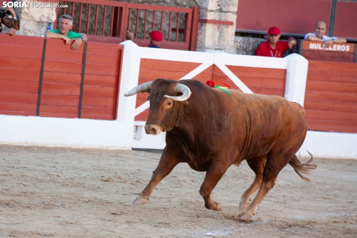 Viernes taurino El Burgo de Osma