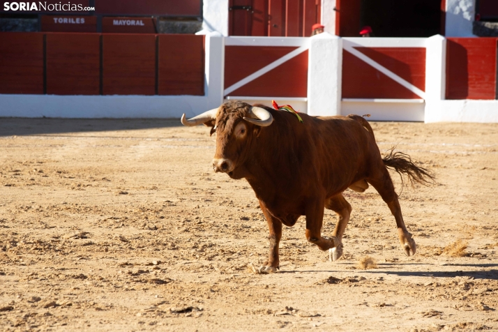 Viernes taurino El Burgo de Osma