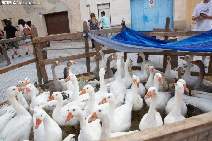 XXIV del Mercado Medieval 