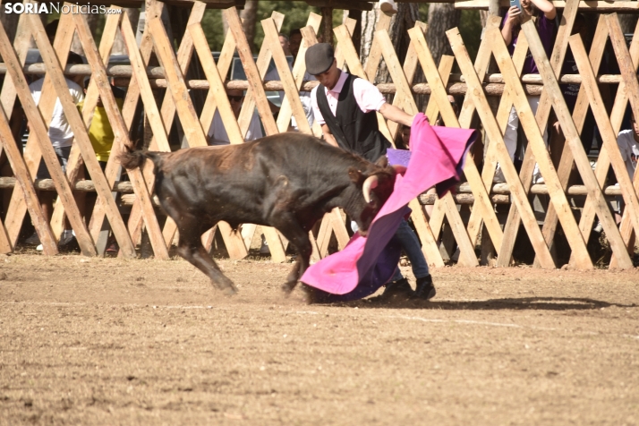 Becerrada de Vinuesa 2024. 