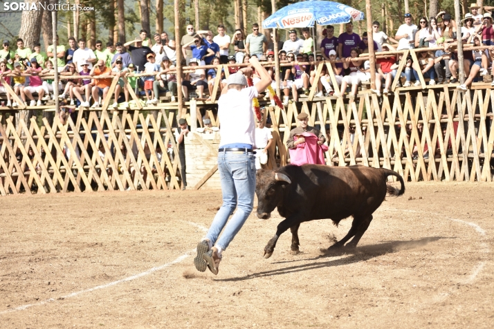 Becerrada de Vinuesa 2024. 