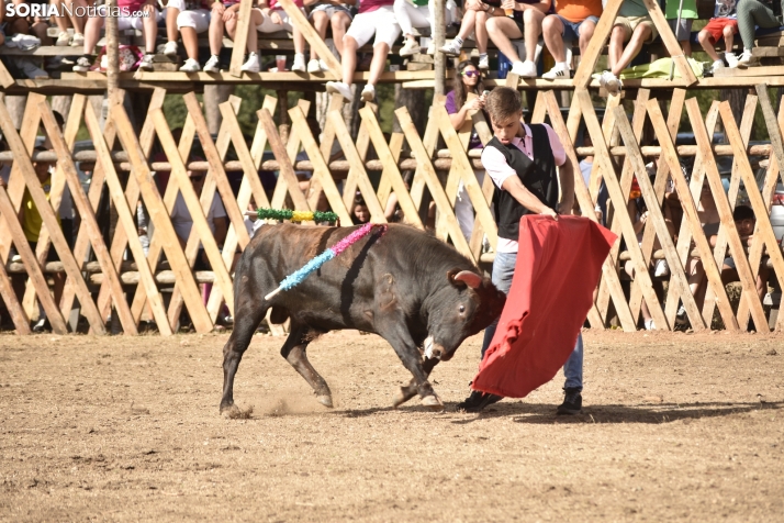 Becerrada de Vinuesa 2024. 